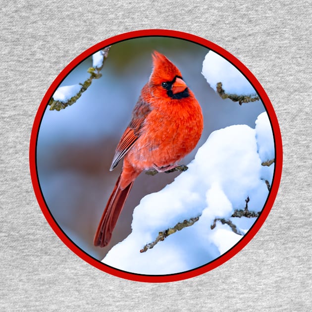 Northern Cardinal in Winter - Original Photograph by Alpen Designs